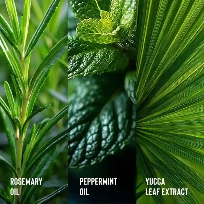 Spray hydratant rafraîchissant Rosemary Water Camille Rose au romarin, menthe poivrée et aloe vera pour cheveux bouclés, frisés et crépus